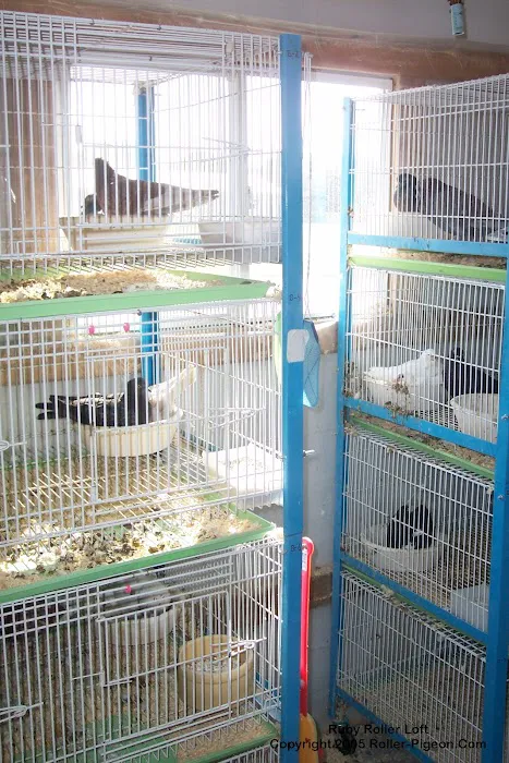 RollerPigeon.Com Picture 7