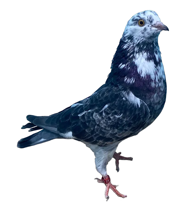 RollerPigeon.Com Picture 9
