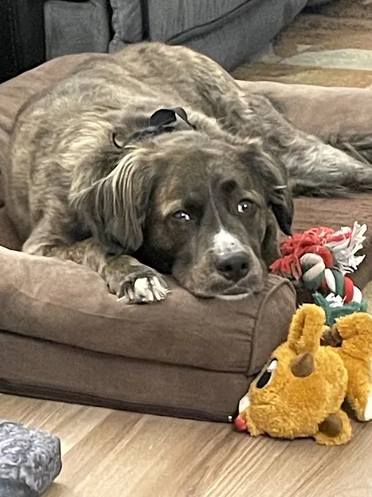 The Highlands Veterinary Hospital Picture 4