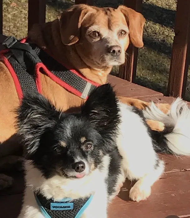 The Highlands Veterinary Hospital Picture 3