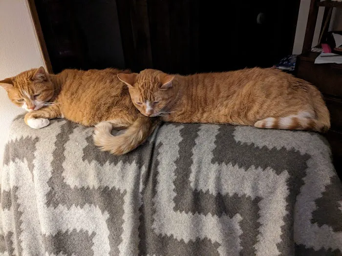 The Highlands Veterinary Hospital Picture 5