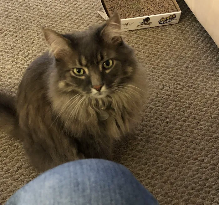 The Highlands Veterinary Hospital Picture 7