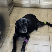 The Highlands Veterinary Hospital ico