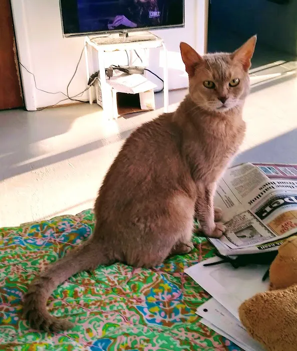 The Highlands Veterinary Hospital Picture 8