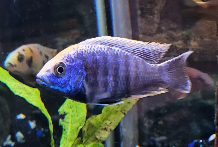 SoMoCichlids Picture 9