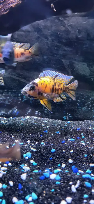 SoMoCichlids Picture 6