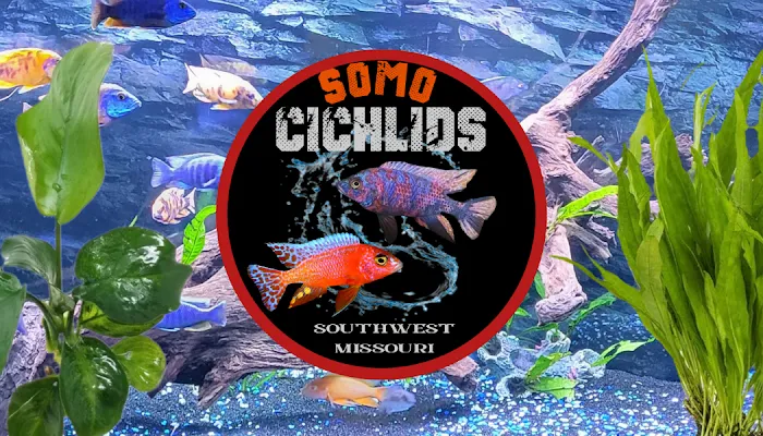 SoMoCichlids Picture 10