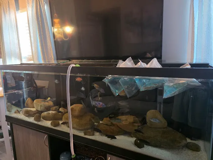 SoMoCichlids Picture 3