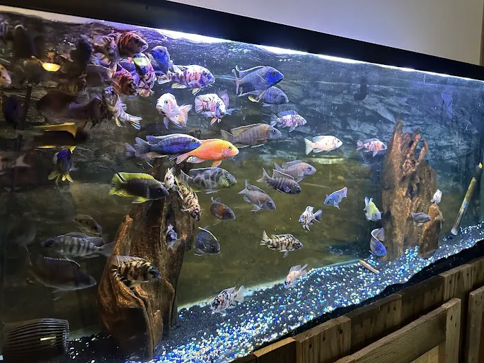 SoMoCichlids Picture 5