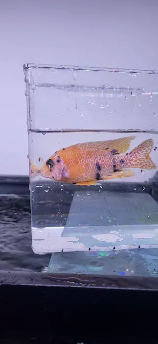 SoMoCichlids Picture 1