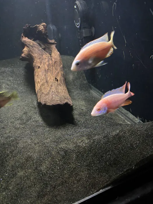 SoMoCichlids Picture 4