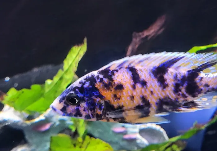 SoMoCichlids Picture 7