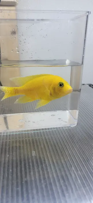 SoMoCichlids Picture 2