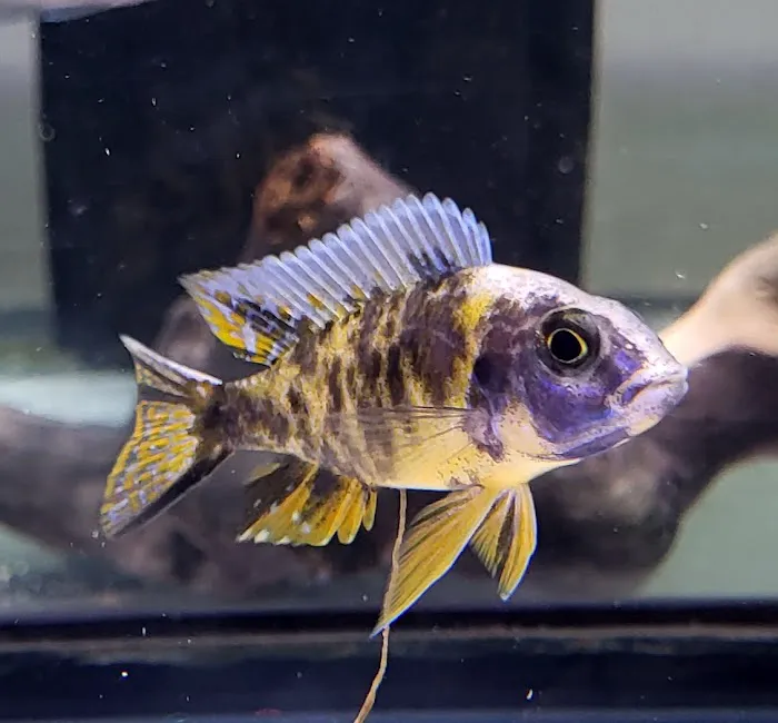 SoMoCichlids Picture 8