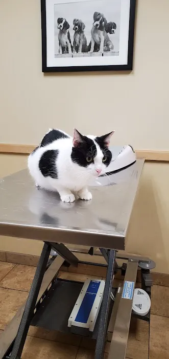 Animal Hospital of Sussex County Picture 9