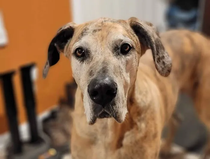 Animal General Veterinary Hospital Picture 1