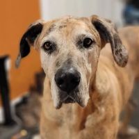 Animal General Veterinary Hospital ico