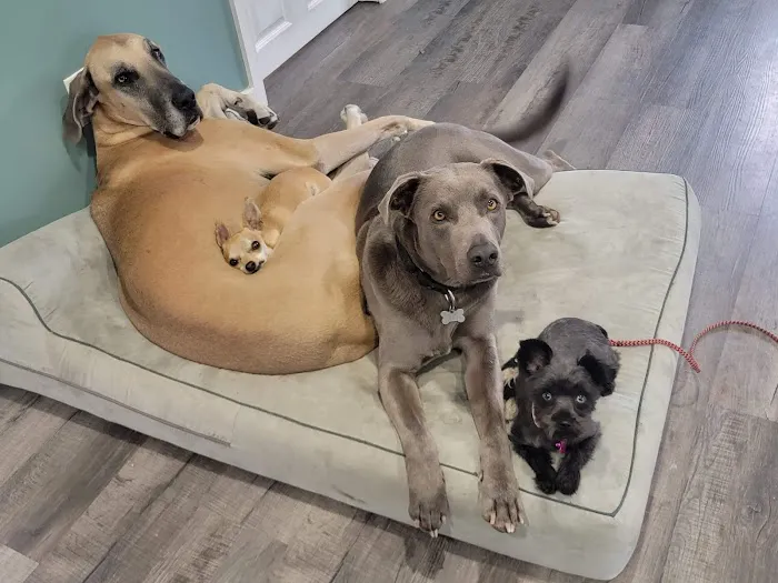 Animal General Veterinary Hospital Picture 10