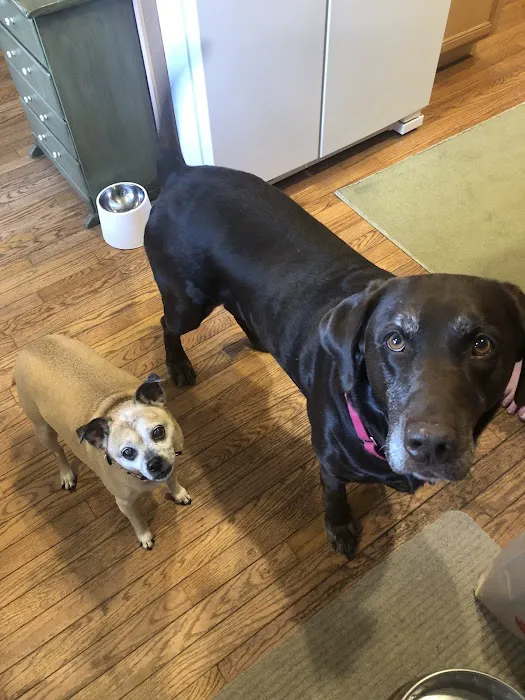 Animal General Veterinary Hospital Picture 3