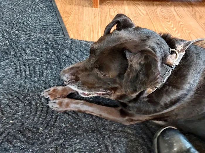 Animal General Veterinary Hospital Picture 5