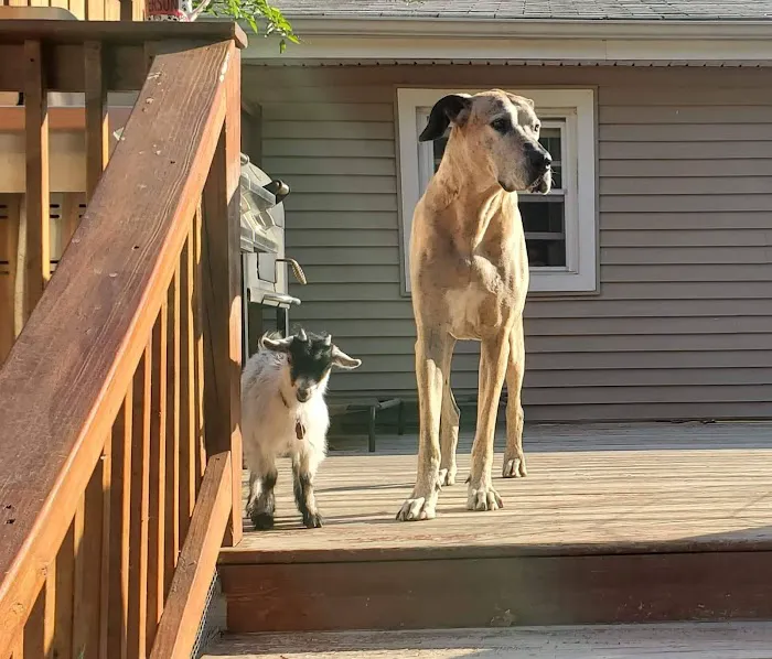 Animal General Veterinary Hospital Picture 8