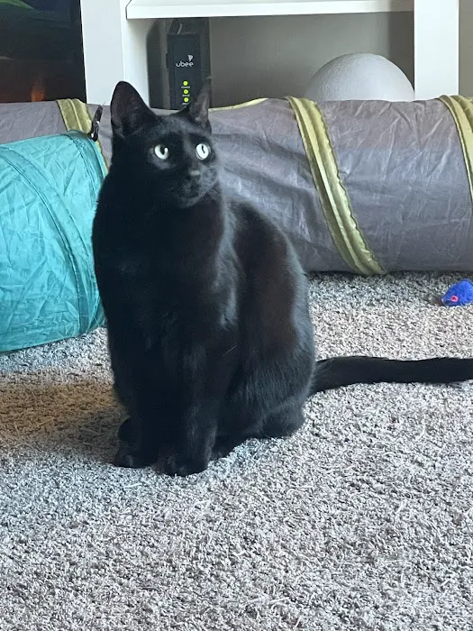 Animal General Veterinary Hospital Picture 2