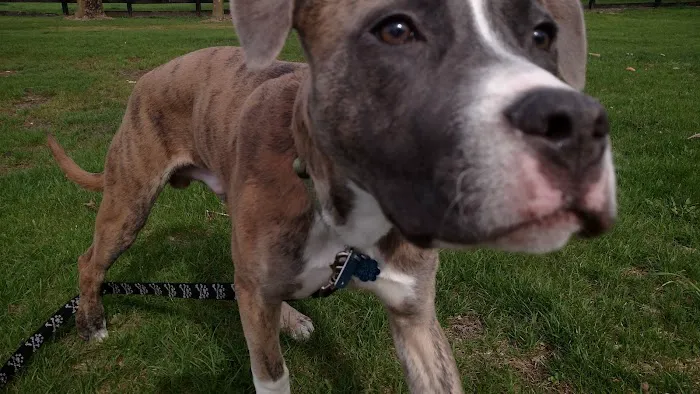 Animal General Veterinary Hospital Picture 4