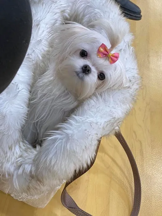 connollys puppies Picture 1