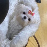 connollys puppies ico