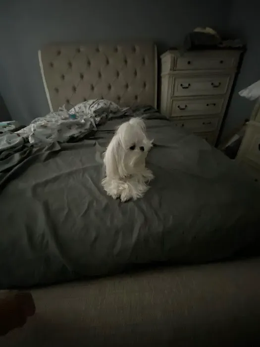 connollys puppies Picture 8