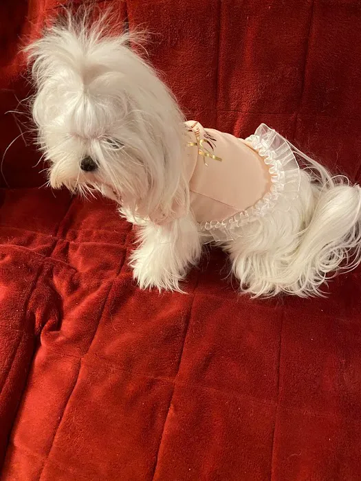 connollys puppies Picture 3