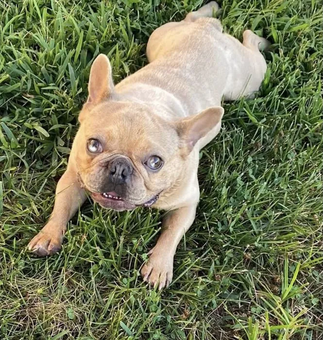 connollys puppies Picture 7