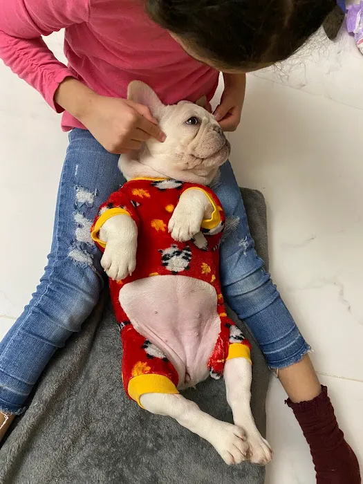 connollys puppies Picture 5