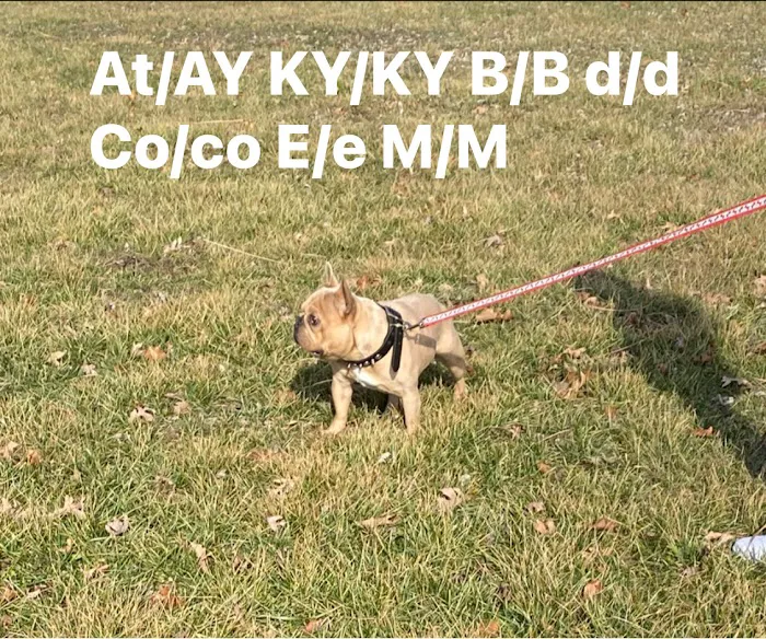 connollys puppies Picture 6