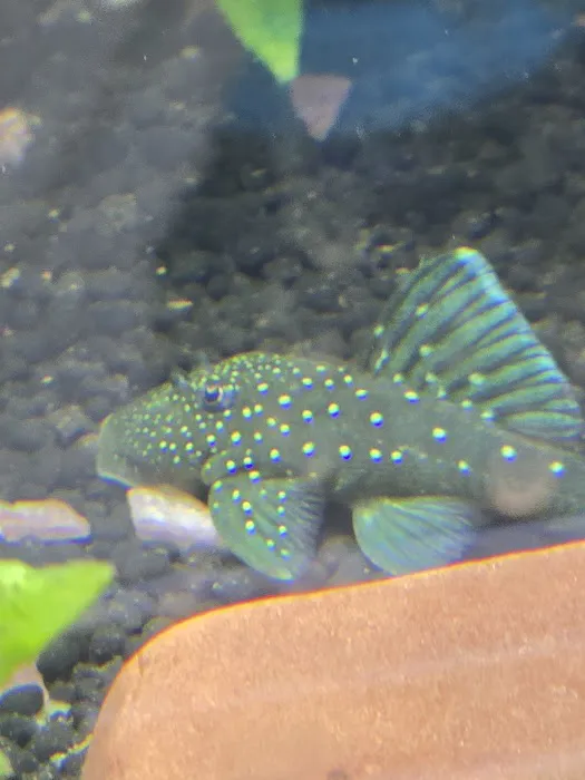 jeffsfreshwateraquatics Picture 2