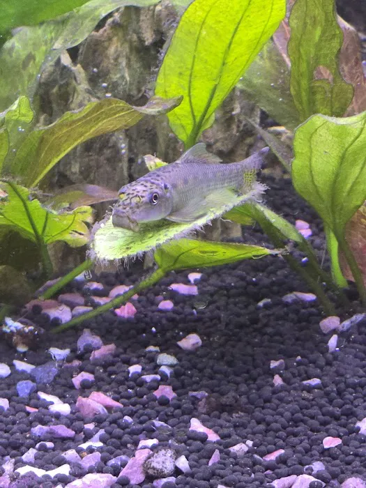 jeffsfreshwateraquatics Picture 5