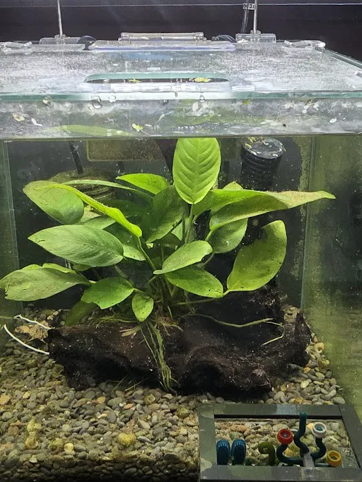 jeffsfreshwateraquatics Picture 1