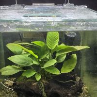 jeffsfreshwateraquatics ico