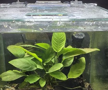 jeffsfreshwateraquatics