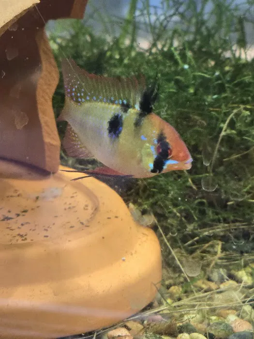 jeffsfreshwateraquatics Picture 3