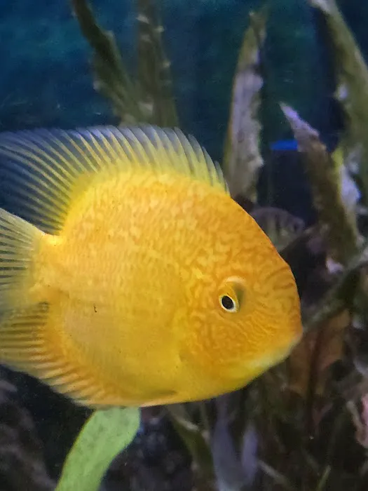 jeffsfreshwateraquatics Picture 6