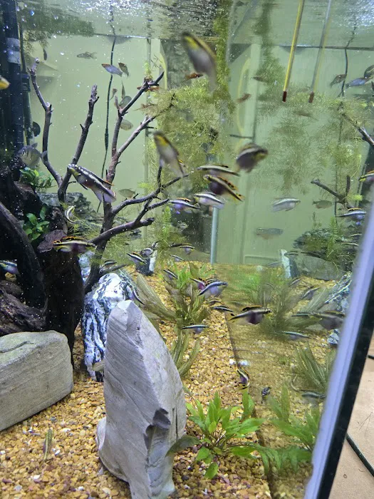 jeffsfreshwateraquatics Picture 7