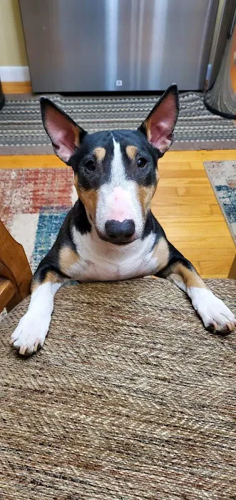 Andover Animal Hospital Picture 1