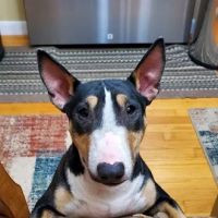 Andover Animal Hospital ico