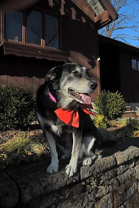 Andover Animal Hospital Picture 2