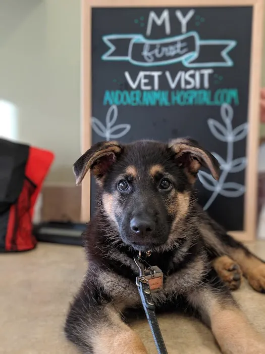 Andover Animal Hospital Picture 8