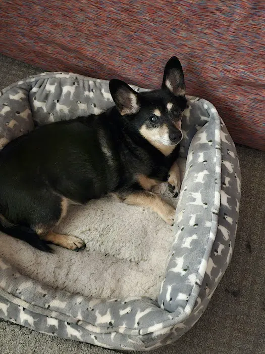 Andover Animal Hospital Picture 3