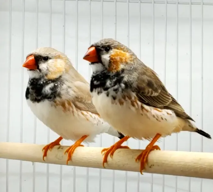 Blackjack Zebra Finches Picture 4