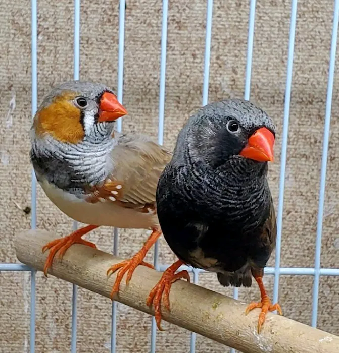 Blackjack Zebra Finches Picture 2