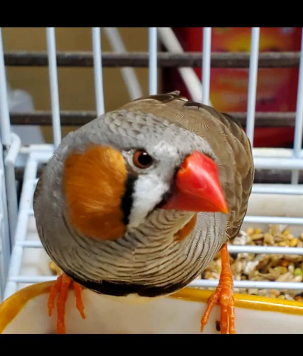 Blackjack Zebra Finches Picture 3